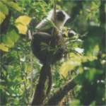 Knysna Forest Vegitation